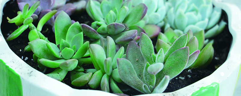 新手如何养多肉植物 新手如何养多肉植物