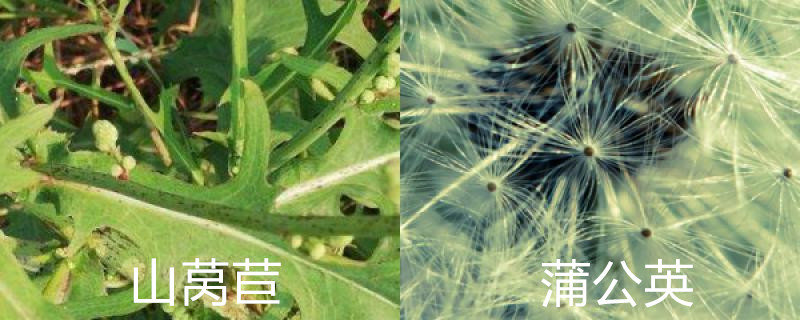 山莴苣和蒲公英的区别 山莴苣和蒲公英的区别