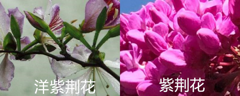洋紫荆花与紫荆花的区别 洋紫荆花与紫荆花的区别