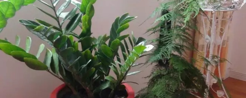 雪铁芋叶子发黄怎么回事 雪铁芋叶子发黄怎么回事
