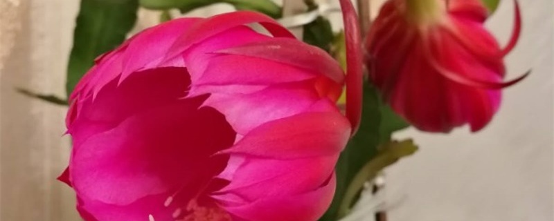 令箭荷花开花后的养护方法 令箭荷花开花后的养护方法