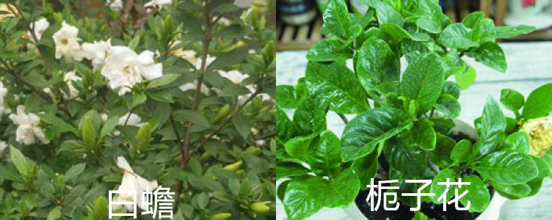 白蟾和栀子花的区别 白蟾和栀子花的区别