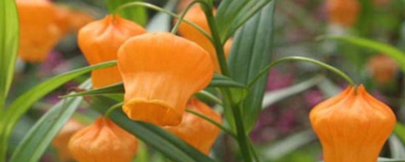 宫灯花的养殖方法和注意事项 宫灯花的养殖方法和注意事项