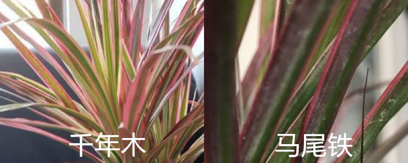 千年木和马尾铁的区别 千年木和马尾铁的区别