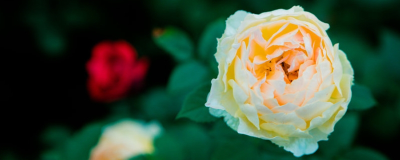 月季的花语与寓意是什么 月季的花语与寓意是什么