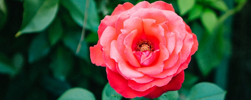 月季花苞垂头是什么原因 月季花苞垂头是什么原因