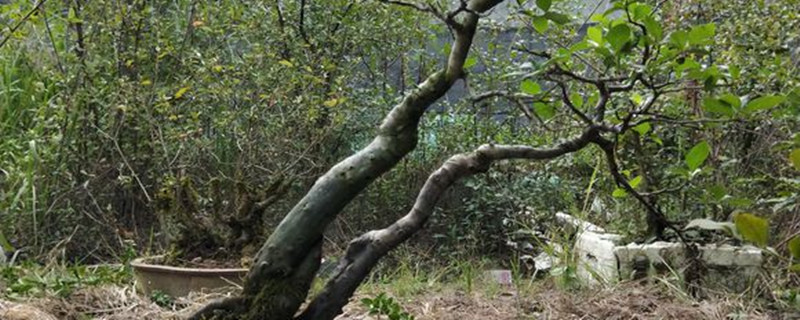 下山桩怎么处理成活率高 下山桩怎么处理成活率高