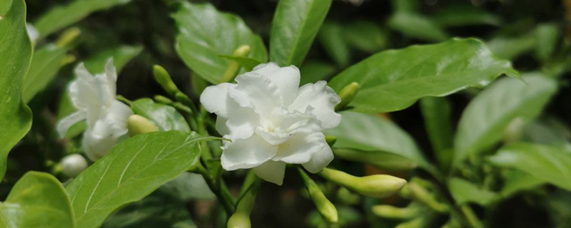 狗牙花掉叶子怎么回事,冬天叶子都掉了 狗牙花掉叶子怎么回事,冬天叶子都掉了
