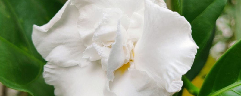 狗牙花可以水培吗 狗牙花可以水培吗