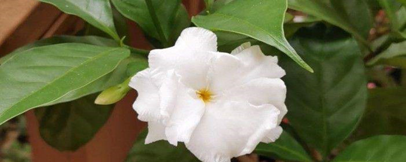狗牙花有毒吗,对人身体有害吗,可以放室内养吗 狗牙花有毒吗,对人身体有害吗,可以放室内养吗