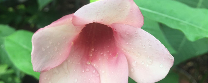 红蝉花修剪方法大全,时间和方法 红蝉花修剪方法大全,时间和方法