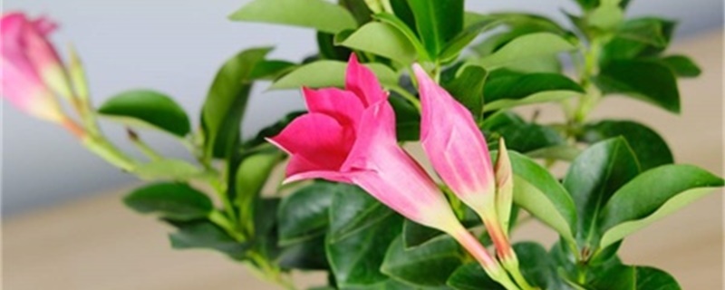 红蝉花叶子发黄,有斑点掉叶子怎么办 红蝉花叶子发黄,有斑点掉叶子怎么办