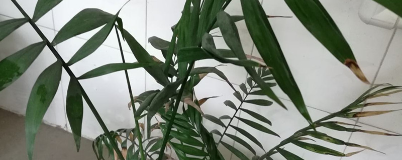 袖珍椰子的寓意,花语是什么 袖珍椰子的寓意,花语是什么