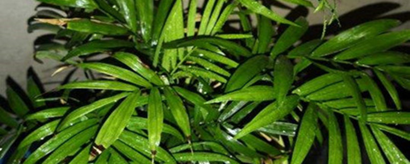 袖珍椰子如何授粉,授粉过程是什么 袖珍椰子如何授粉,授粉过程是什么