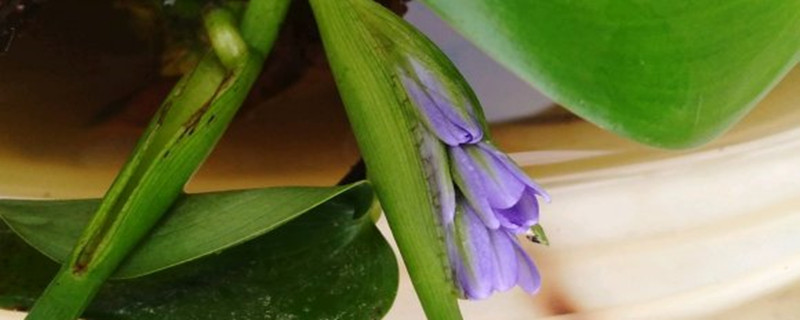 鸭舌草怎么养 鸭舌草怎么养