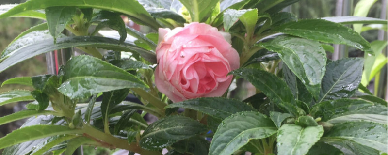 茶花凤仙花的种植方法 茶花凤仙花的种植方法
