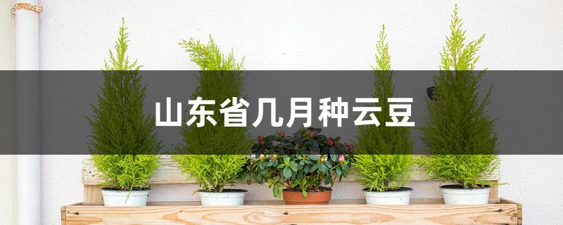 山东省几月种云豆 山东省几月种云豆