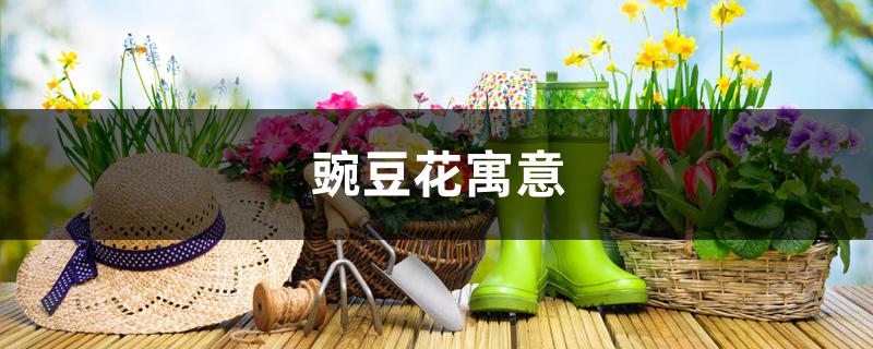 豌豆花寓意 豌豆花寓意