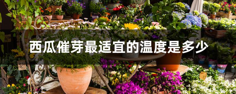 西瓜催芽最适宜的温度是多少 西瓜催芽最适宜的温度是多少