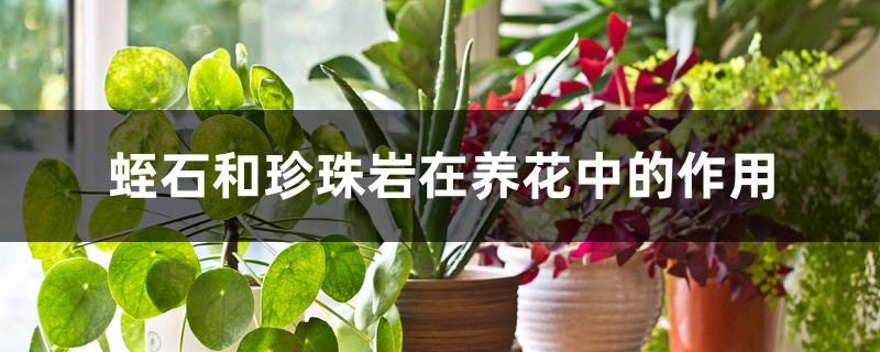 蛭石和珍珠岩在养花中的作用 蛭石和珍珠岩在养花中的作用
