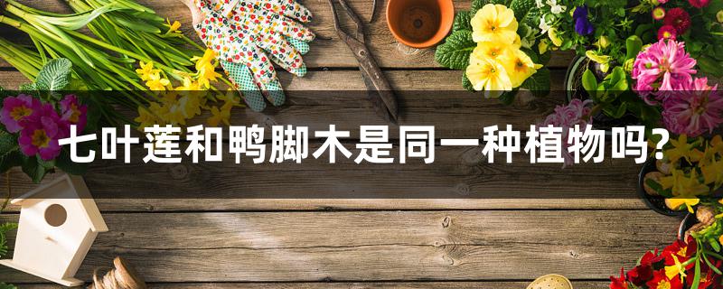 七叶莲和鸭脚木是同一种植物吗? 七叶莲和鸭脚木是同一种植物吗?