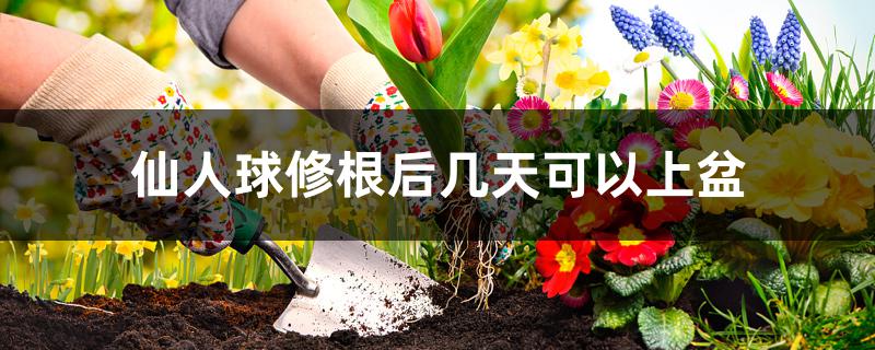 仙人球修根后几天可以上盆 仙人球修根后几天可以上盆