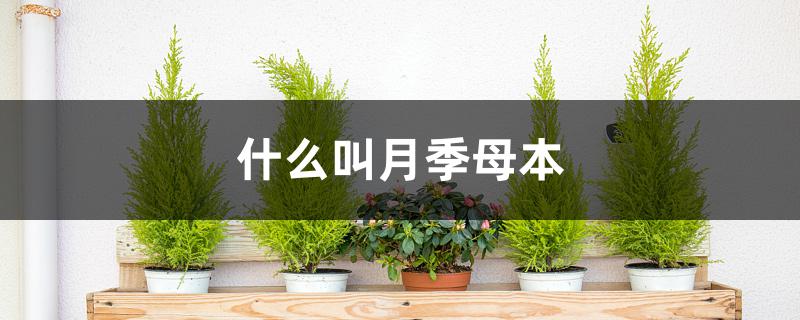 什么叫月季母本 什么叫月季母本