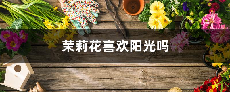 茉莉花喜欢阳光吗 茉莉花喜欢阳光吗