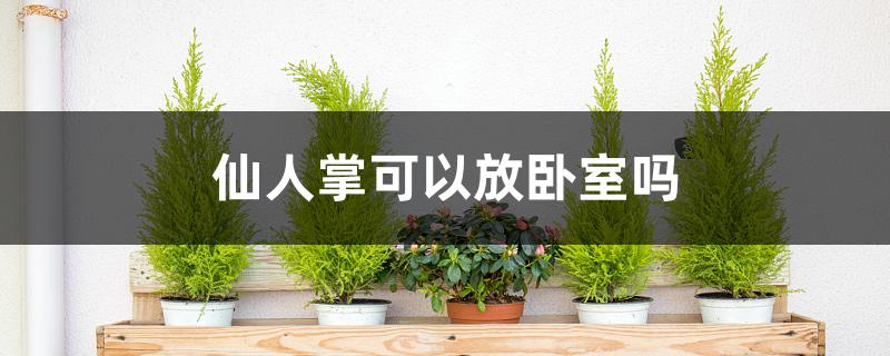 仙人掌可以放卧室吗 仙人掌可以放卧室吗