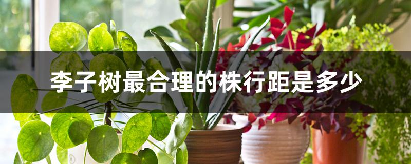 李子树最合理的株行距是多少 李子树最合理的株行距是多少