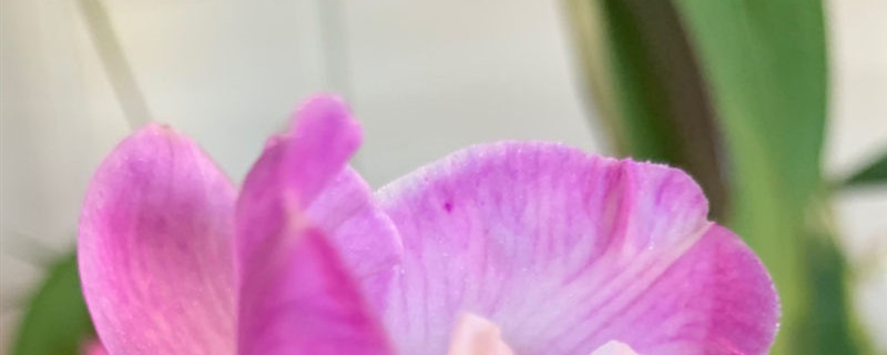 卡特兰开花期间注意事项 卡特兰开花期间注意事项
