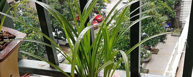 兰草的叶子尖发黑怎么解决 兰草的叶子尖发黑怎么解决