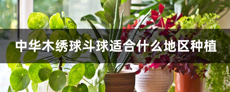 中华木绣球斗球适合什么地区种植 中华木绣球斗球适合什么地区种植