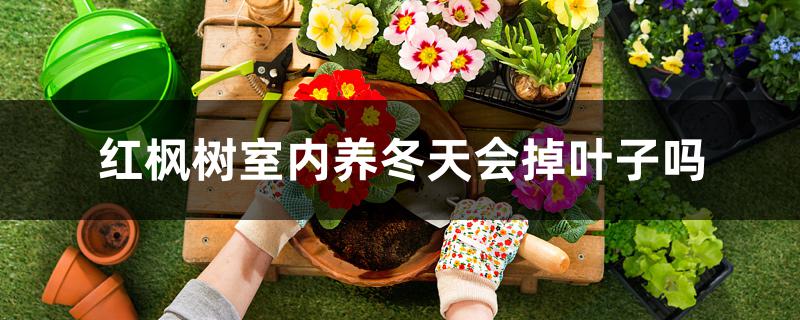 红枫树室内养冬天会掉叶子吗 红枫树室内养冬天会掉叶子吗