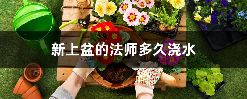 新上盆的法师多久浇水 新上盆的法师多久浇水
