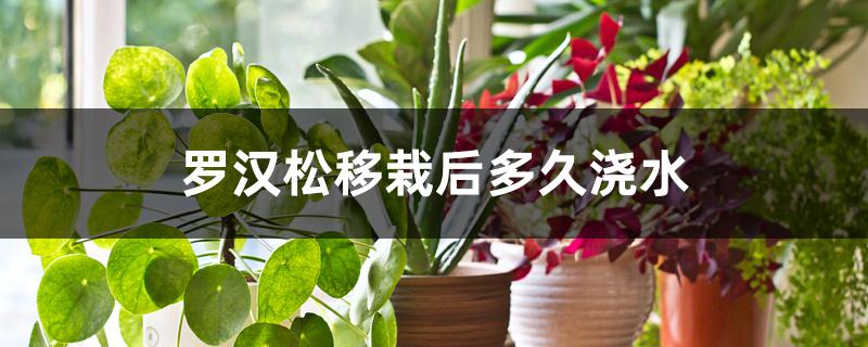 罗汉松移栽后多久浇水 罗汉松移栽后多久浇水