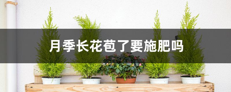 月季长花苞了要施肥吗 月季长花苞了要施肥吗