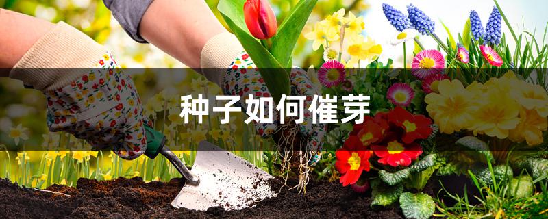 种子如何催芽 种子如何催芽