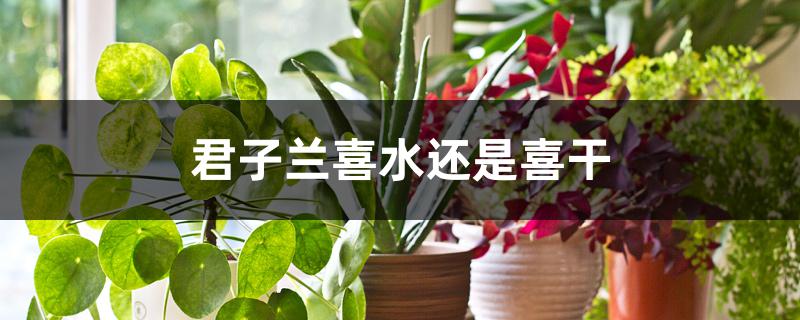 君子兰喜水还是喜干 君子兰喜水还是喜干
