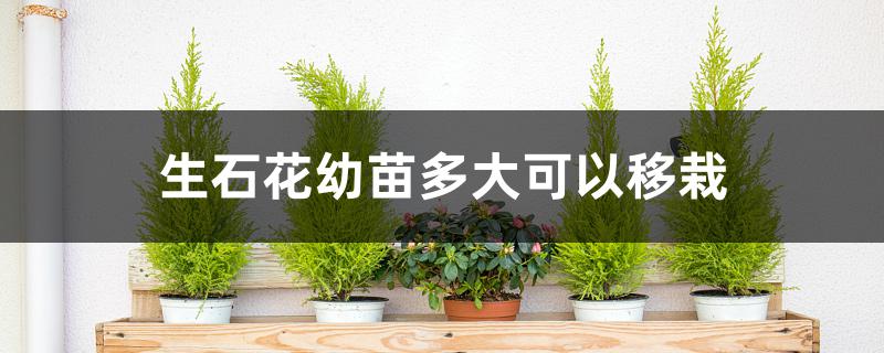 生石花幼苗多大可以移栽 生石花幼苗多大可以移栽