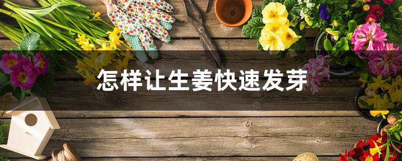 怎样让生姜快速发芽 怎样让生姜快速发芽
