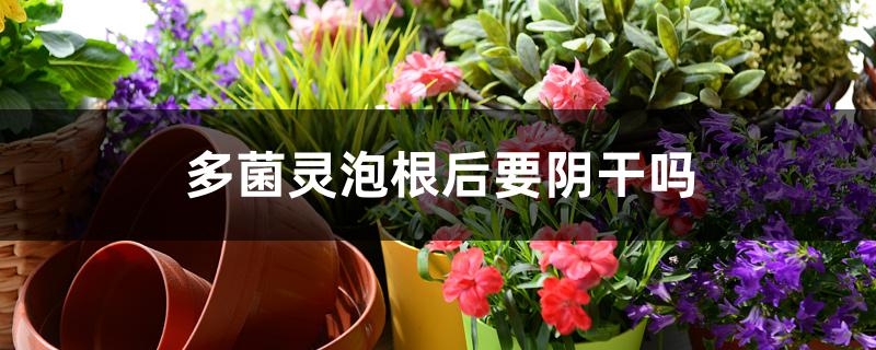 多菌灵泡根后要阴干吗 多菌灵泡根后要阴干吗