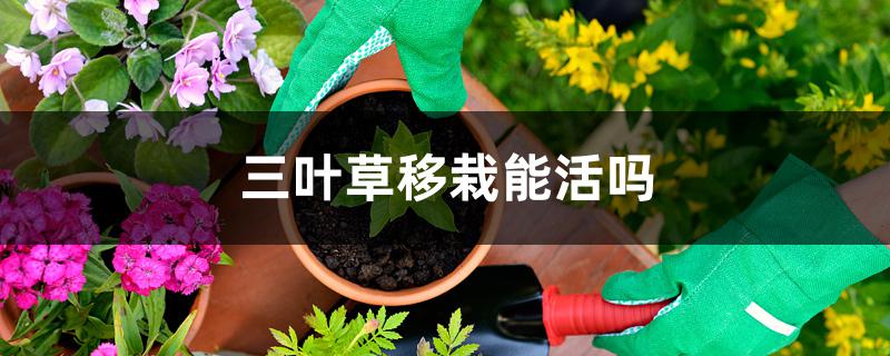 三叶草移栽能活吗 三叶草移栽能活吗