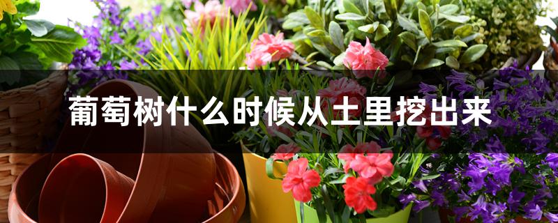 葡萄树什么时候从土里挖出来 葡萄树什么时候从土里挖出来