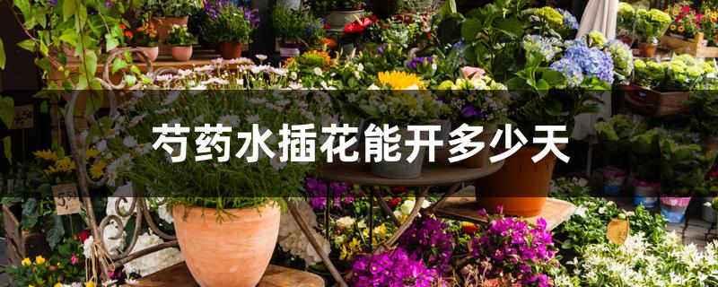 芍药水插花能开多少天 芍药水插花能开多少天