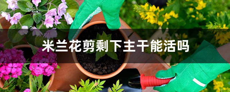 米兰花剪剩下主干能活吗 米兰花剪剩下主干能活吗