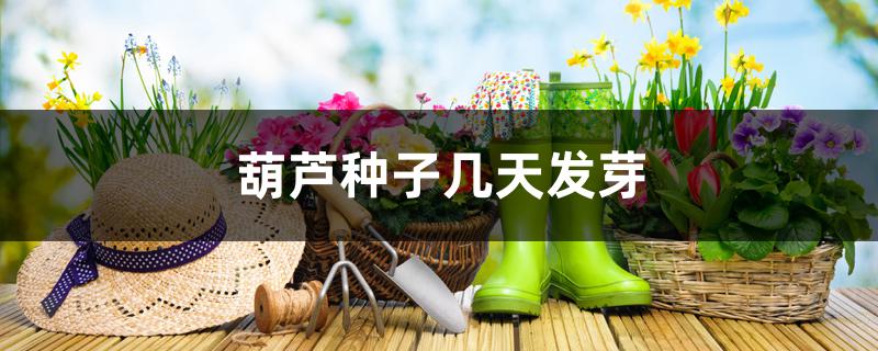 葫芦种子几天发芽 葫芦种子几天发芽