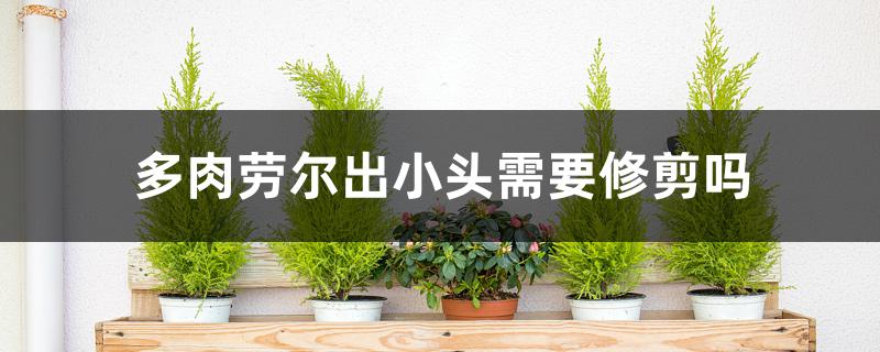 多肉劳尔出小头需要修剪吗 多肉劳尔出小头需要修剪吗