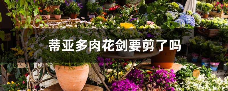 蒂亚多肉花剑要剪了吗 蒂亚多肉花剑要剪了吗