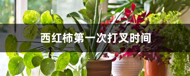 西红柿第一次打叉时间 西红柿第一次打叉时间